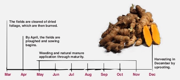 Image of Turmeric 10 Month LifeCycle
