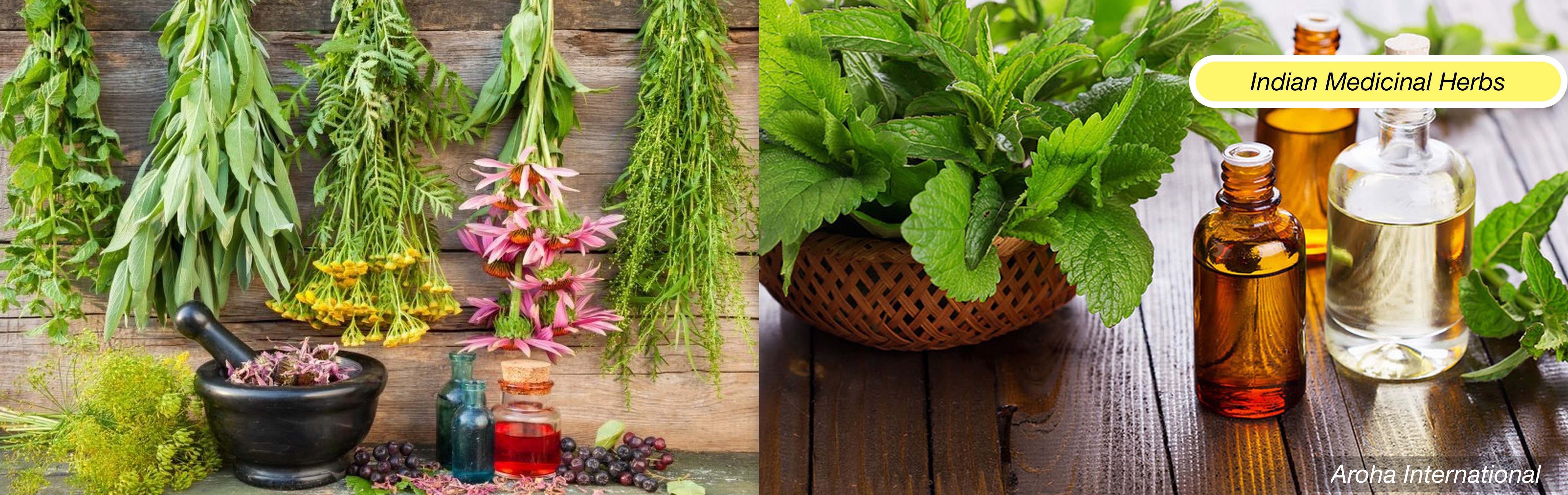 Indian Medicinal Herbs