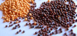 Image of Mustard Seeds